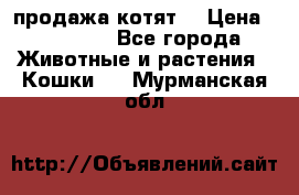 продажа котят  › Цена ­ 15 000 - Все города Животные и растения » Кошки   . Мурманская обл.